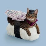 Кафява котка с пари и шапка върху суши