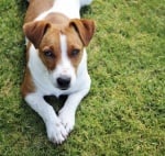 Как да се справим с алергиите, които могат да ни причинят домашните любимци? Полезни съвети.