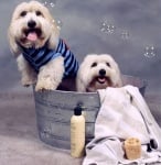 Колко често, с какво и как да къпем кучето си?