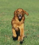 Обучение на кучето: Урок №4. Научете кучето да идва при повикване