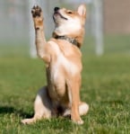 Обучение на кучето: Урок №21. Научете кучето да маха с лапа