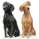 Обучение на кучето: Урок №13. Научете кучето на командата "СТАНИ"