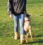 Обучение на кучето: Урок №24. Научете кучето да върви с Вас