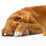 Как да обучим кучето да не пишка вкъщи