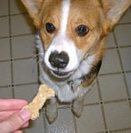 Как да обучим кучето да пуска