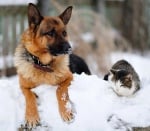 Как да предпазим домашните любимци през зимата?