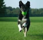 Как да предпазим кучето от затлъстяване