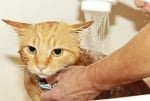 Как да си изкъпя котката
