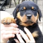 Как кучето да свикне у дома