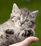 Как трябва да държим котката?