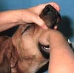 Как се дава хапче на куче