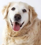 Какво трябва да знаете за възрастните кучета?