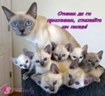 Как се приспиват 7 деца?