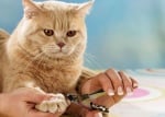 Как се режат котешки нокти
