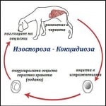 Как се заразява с Кокцидиоза