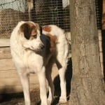 Калеси като голяма