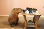 Капибара с котка