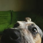 Катеричка с куче