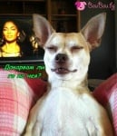 Като истинска звезда