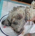 Калеси се храни