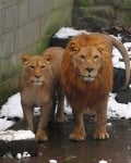 Китайски зоопарк лъвове