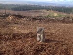 Коала след отсичане на дърветата