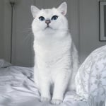 Коби на спалнята