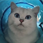 Коби под завивката