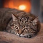 Кога се налага евтаназия на котката