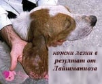 Кожни лезии при Лайшманиоза куче
