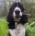 Кокер с пръчка