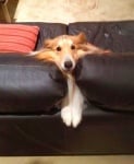 Коли, заклещено в облегалката на диван