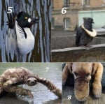 Колко невероятни са животните