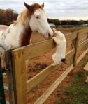 Кон и котка си раздават нежност