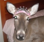 Кошутата Дили с диадема корона