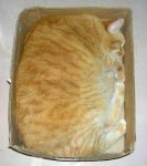 Котарак в кашон