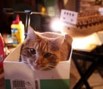 Котарак в кутия