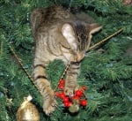 Коте дъвче коледна украса