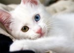 Коте с хетерохромия