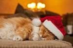 Коте с коледна шапчица