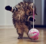 Коте си играе с кълбото розова прежда