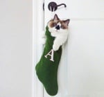 Коте в коледен чорап