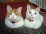 Котенце с различни очи