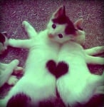Котенца сърчице