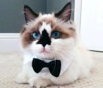 Котенце с папийонка