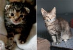 Котенце след приюта