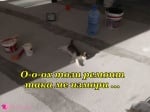 Котешки ремонт
