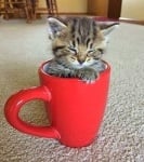 "Спинка ми се още"