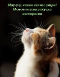 Усмихнат котешки понеделник