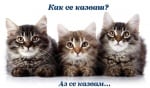 Котешки имена